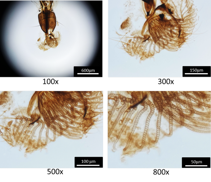 💥iMicro Q2: An 800x Microscope for Any smartphone